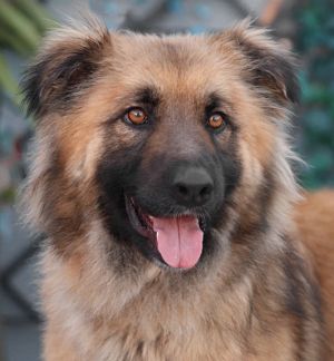 Leonberger german shepherd mix best sale for sale