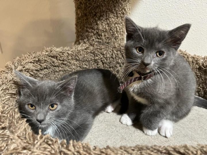 Russian blue mix store kittens for sale