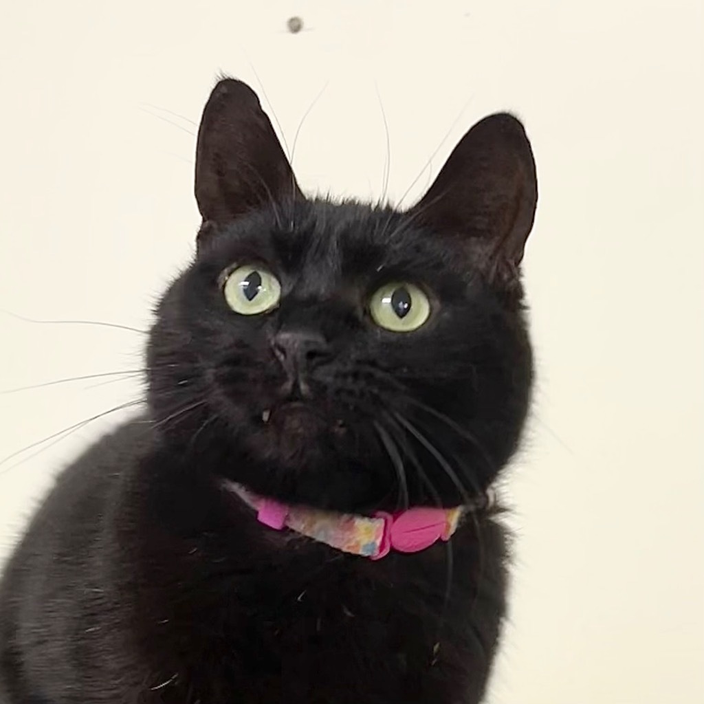 ESMERELDA, an adoptable Domestic Short Hair in Battle Creek, MI, 49017 | Photo Image 1