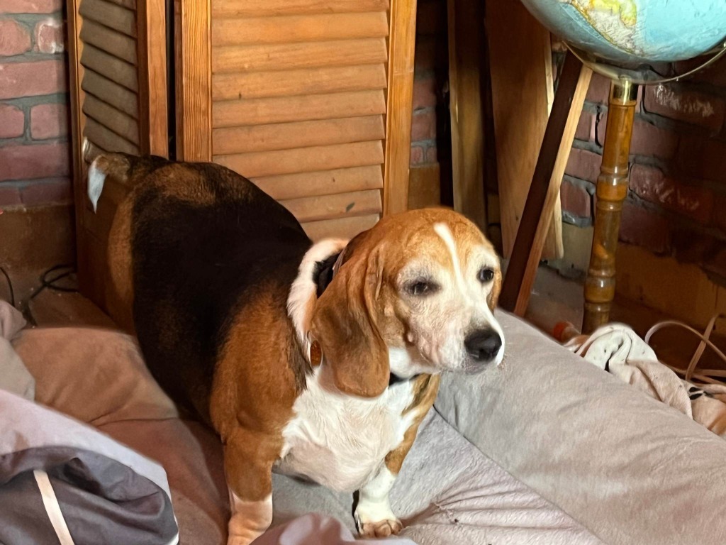 Lucy Beagle
