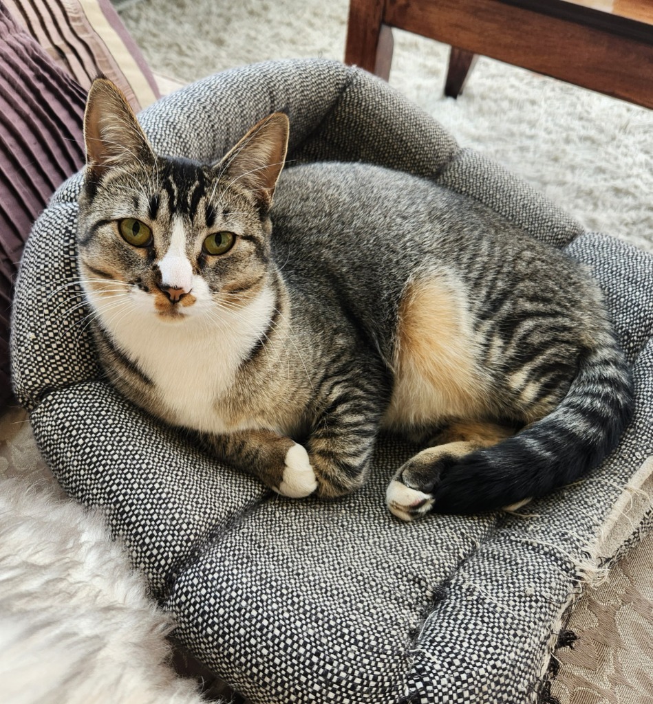 Lynx (Lillygirl), an adoptable Domestic Short Hair in Palmer, AK, 99645 | Photo Image 1