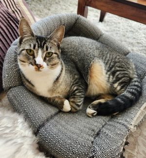 Lynx (Lillygirl)