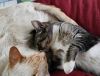 Lynx (Lillygirl) photo 2