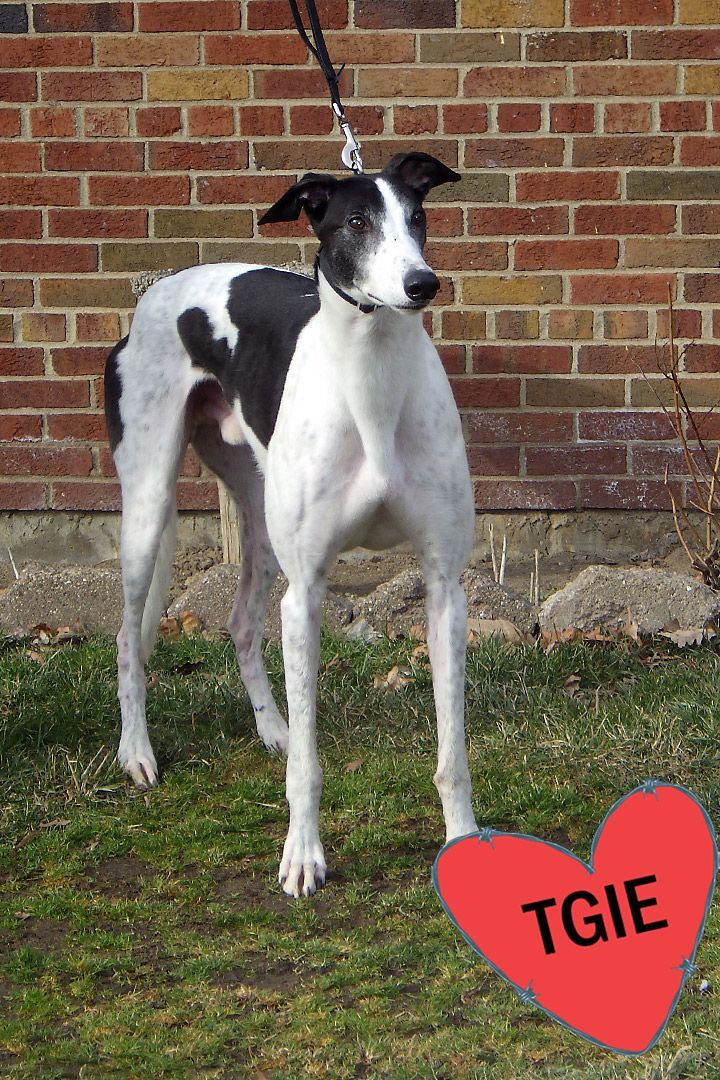 Longmire, an adoptable Greyhound in Goshen, IN, 46526 | Photo Image 1