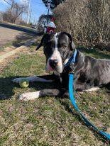 BELLA SWAN, an adopted Great Dane Mix in Guilford, CT_image-5