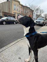 BELLA SWAN, an adopted Great Dane Mix in Guilford, CT_image-6