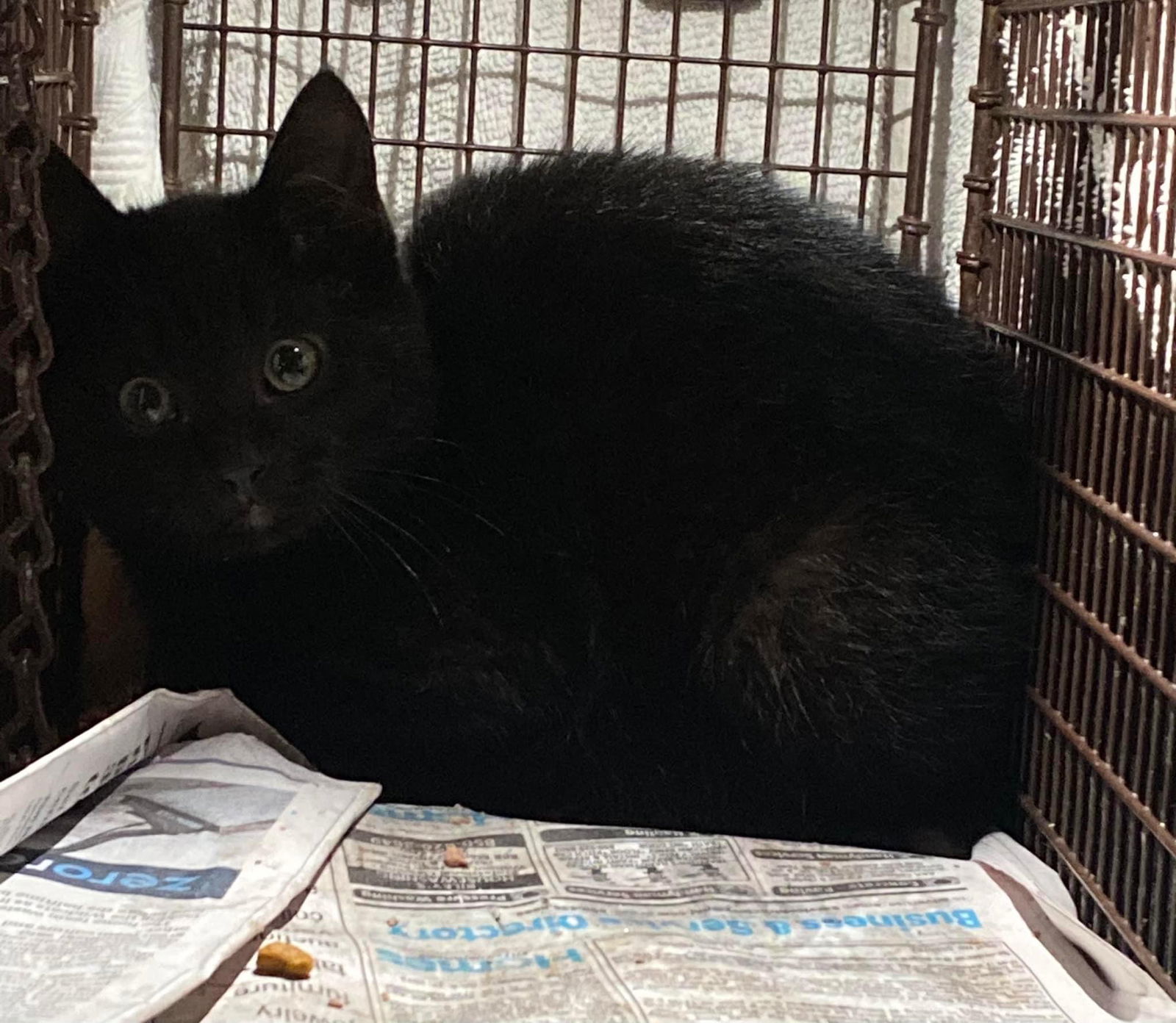 Sapphire, an adoptable Domestic Short Hair in Pensacola, FL, 32534 | Photo Image 1