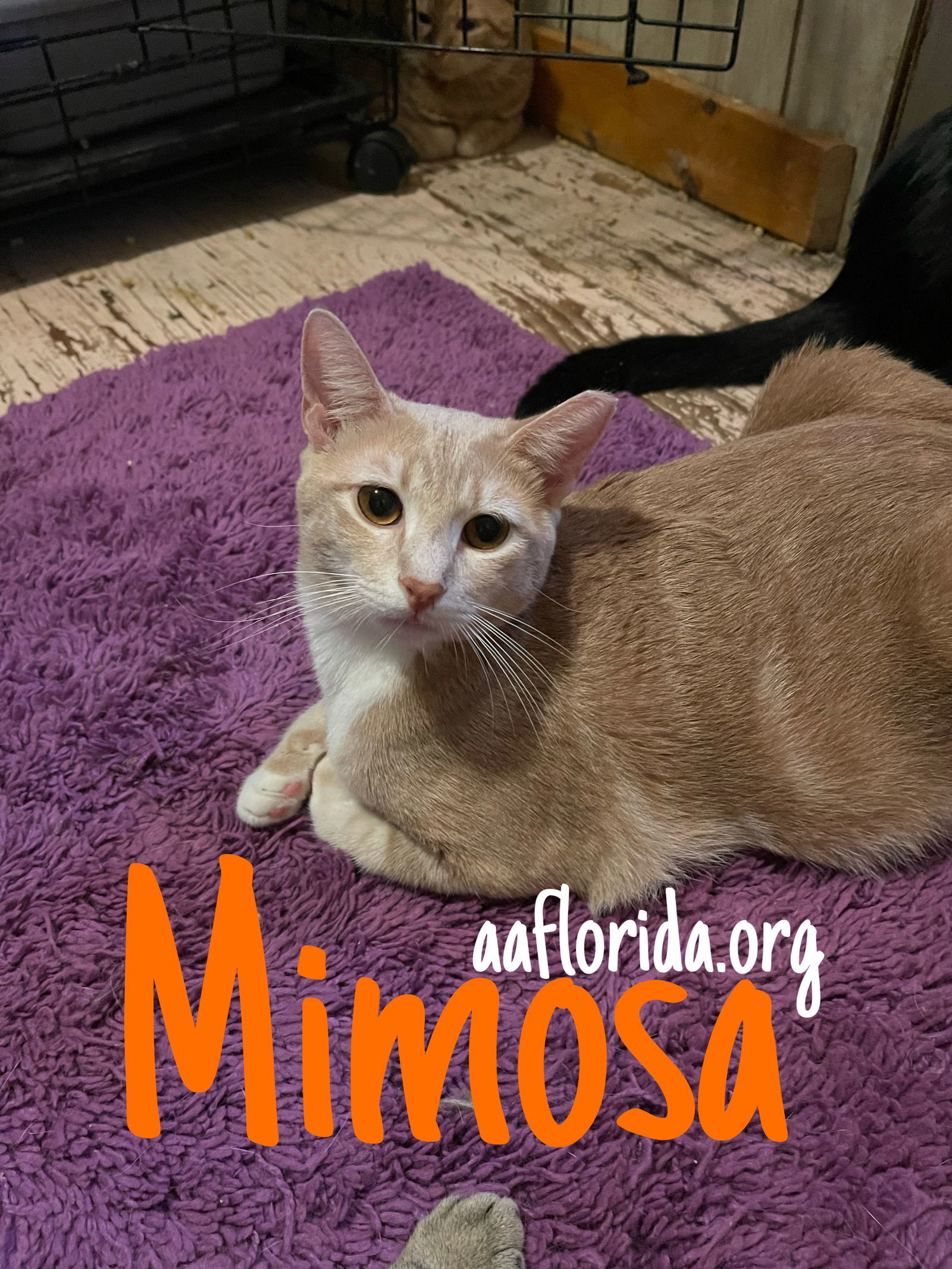 Mimosa, an adoptable Domestic Short Hair, Tabby in Pensacola, FL, 32534 | Photo Image 1