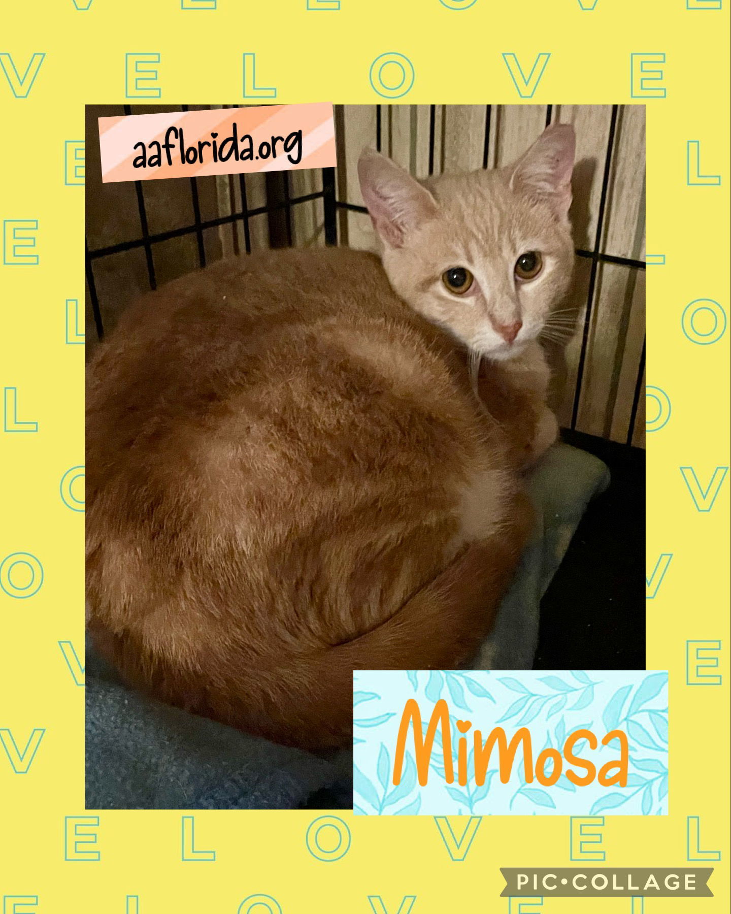 Mimosa, an adoptable Domestic Short Hair, Tabby in Pensacola, FL, 32534 | Photo Image 2