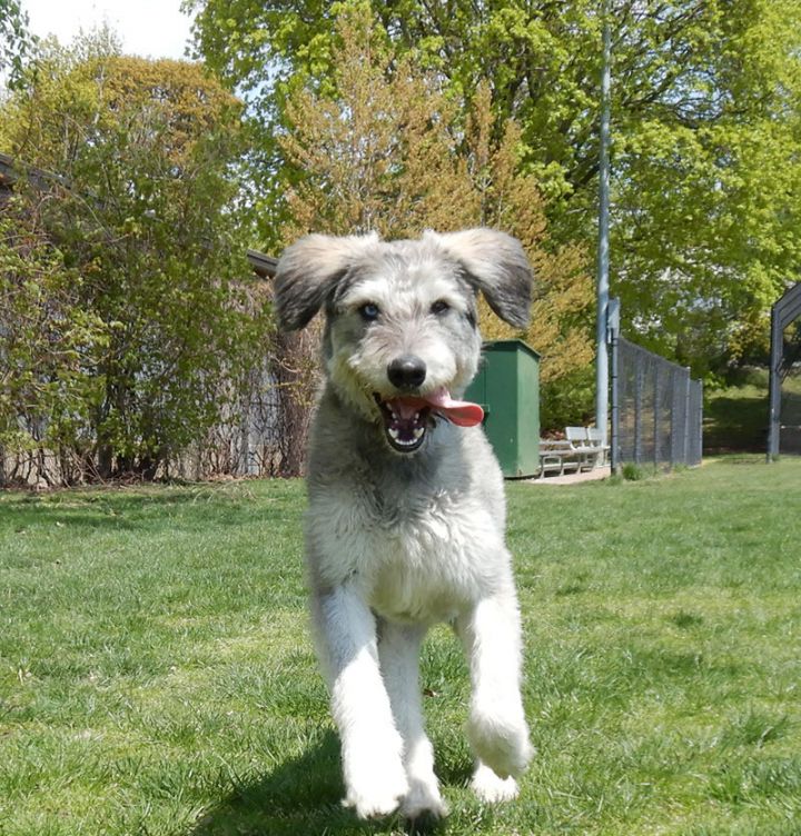 Toy poodle shop and husky mix