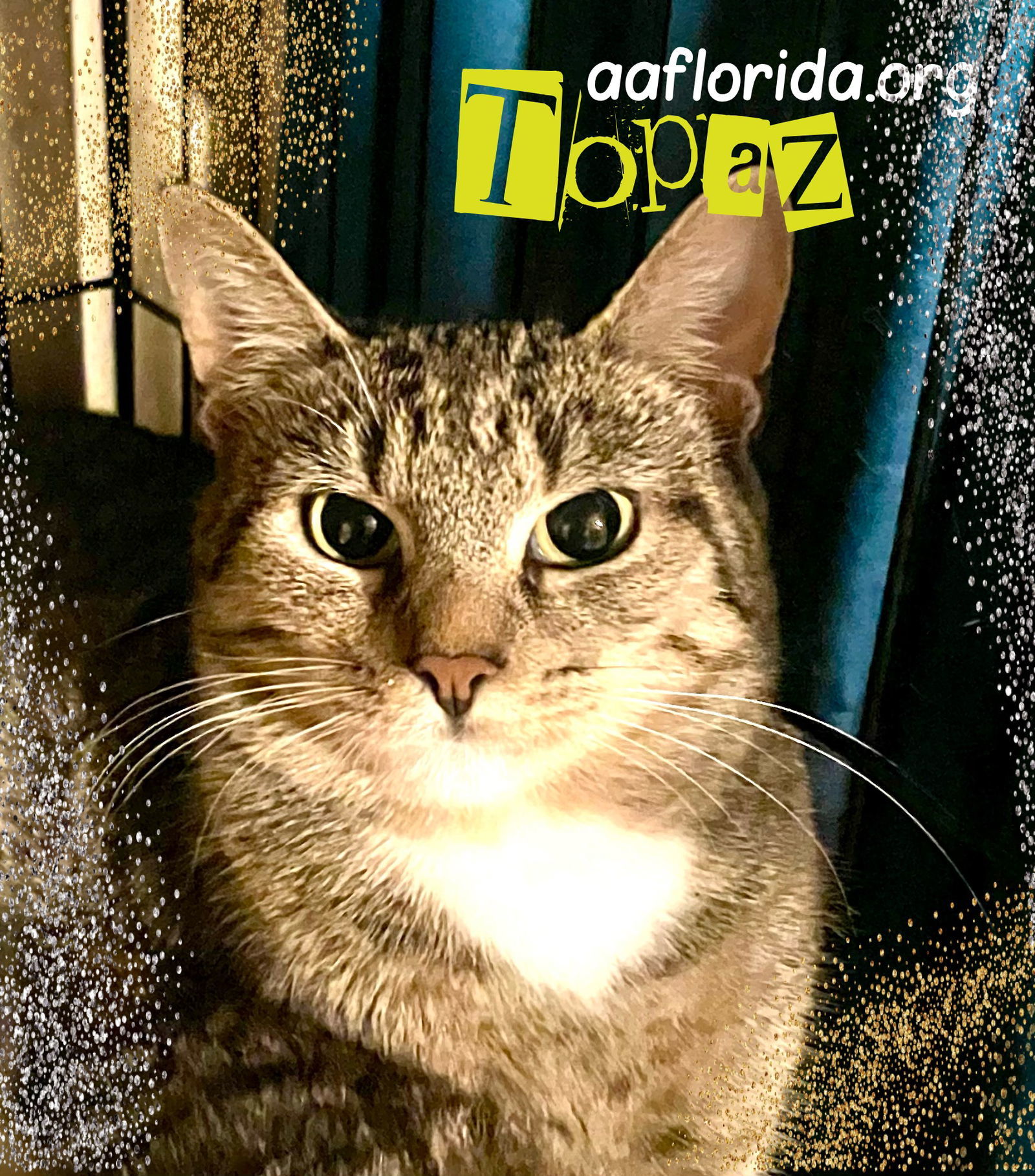 Topaz, an adoptable Domestic Short Hair, Tabby in Pensacola, FL, 32534 | Photo Image 1