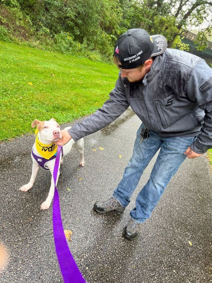 Dog for adoption - Nano, a Pit Bull Terrier Mix in Harrisburg, PA ...