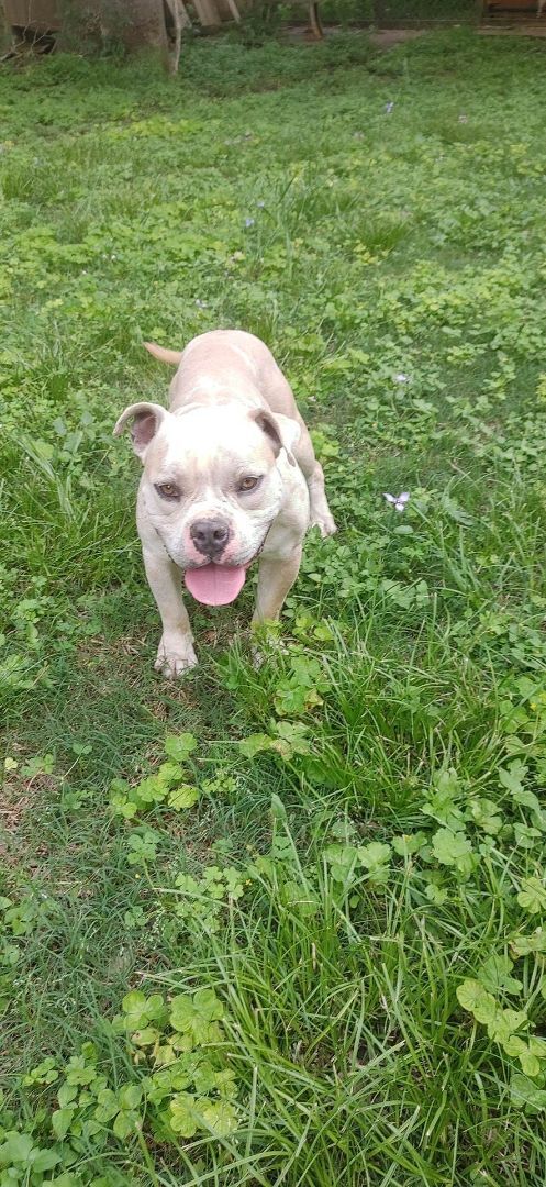 Dog for adoption - Mozzarella , an English Bulldog in Houston, TX ...