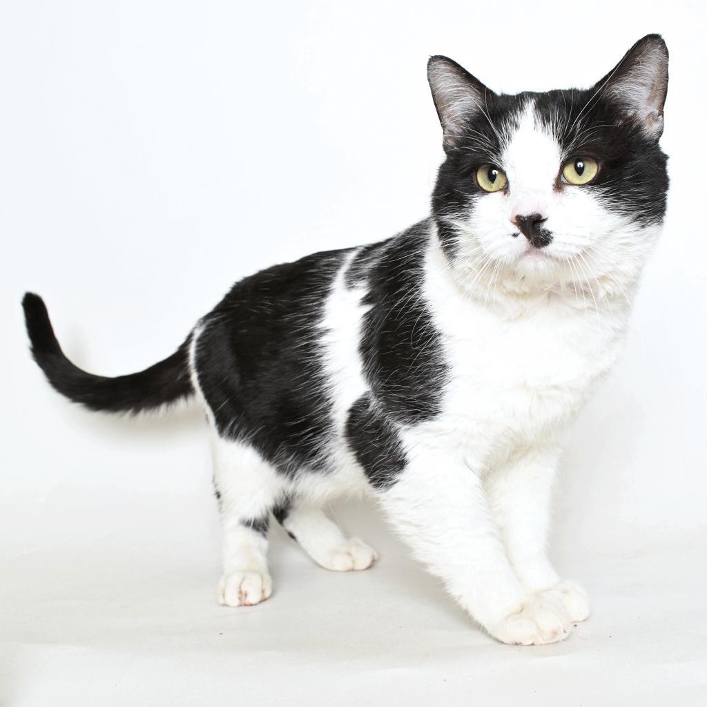 Splash, an adoptable Domestic Short Hair in Springfield, IL, 62702 | Photo Image 1