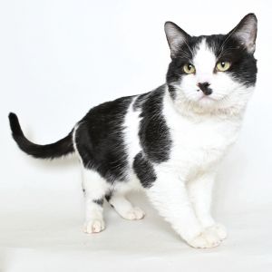 Splash, Senior Male unknown