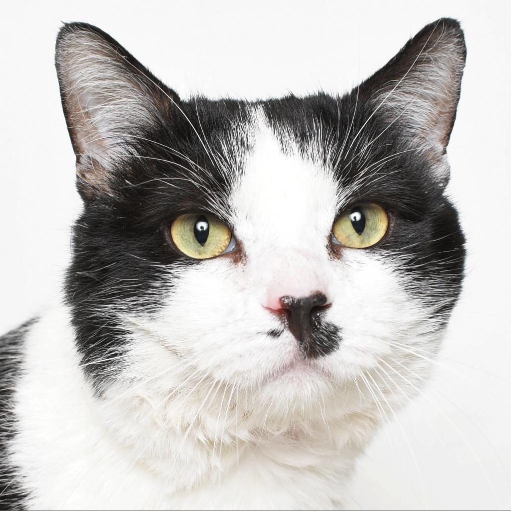 Splash, an adoptable Domestic Short Hair in Springfield, IL, 62702 | Photo Image 2