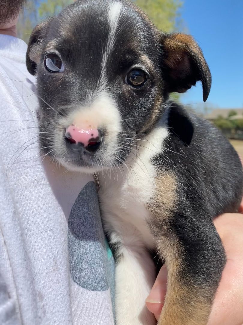 Dog for adoption Furman, a Labrador Retriever & Rat Terrier Mix in