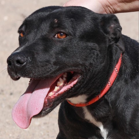 Sage, an adoptable Mixed Breed in Las Cruces, NM, 88012 | Photo Image 5