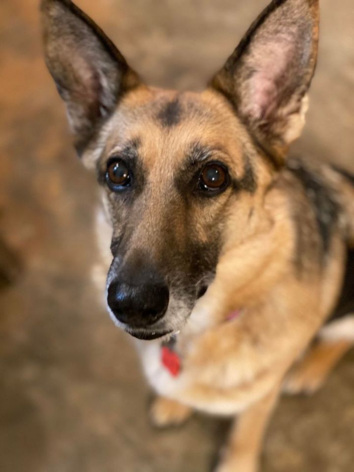Olivia is available!, an adoptable German Shepherd Dog in South Portland, ME_image-1