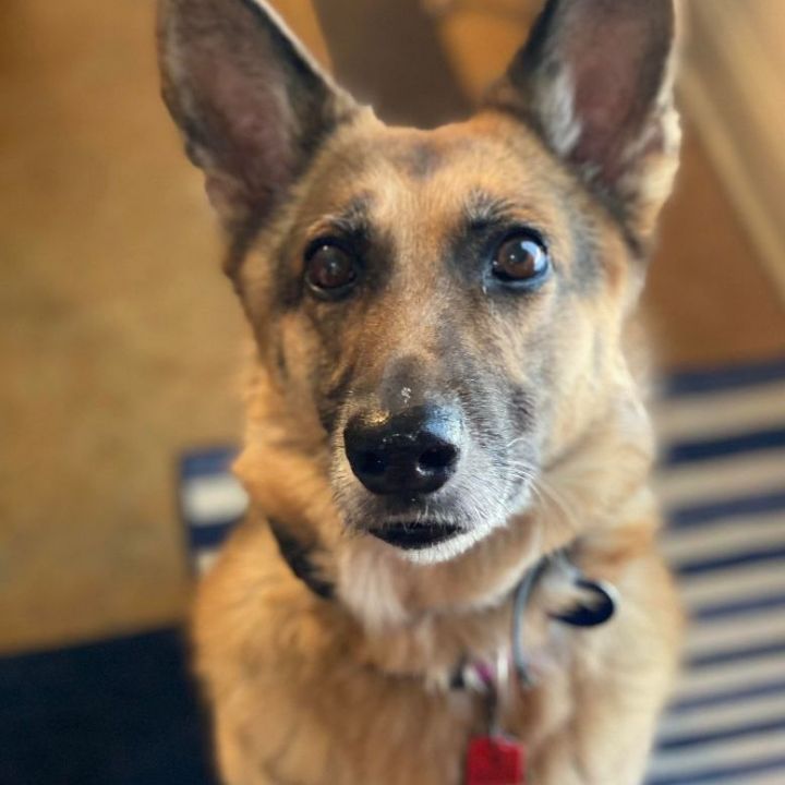 Olivia is available!, an adoptable German Shepherd Dog in South Portland, ME_image-4