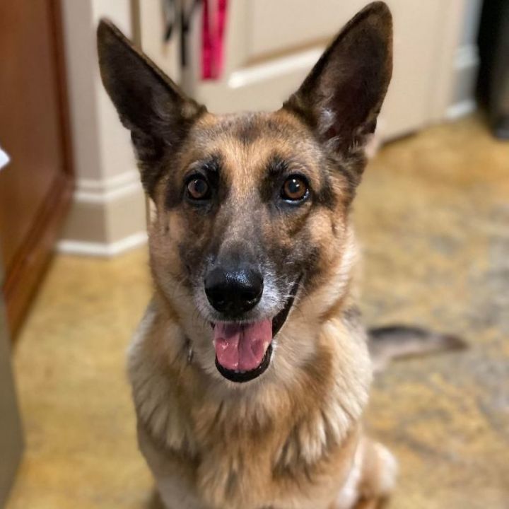 Olivia is available!, an adoptable German Shepherd Dog in South Portland, ME_image-5