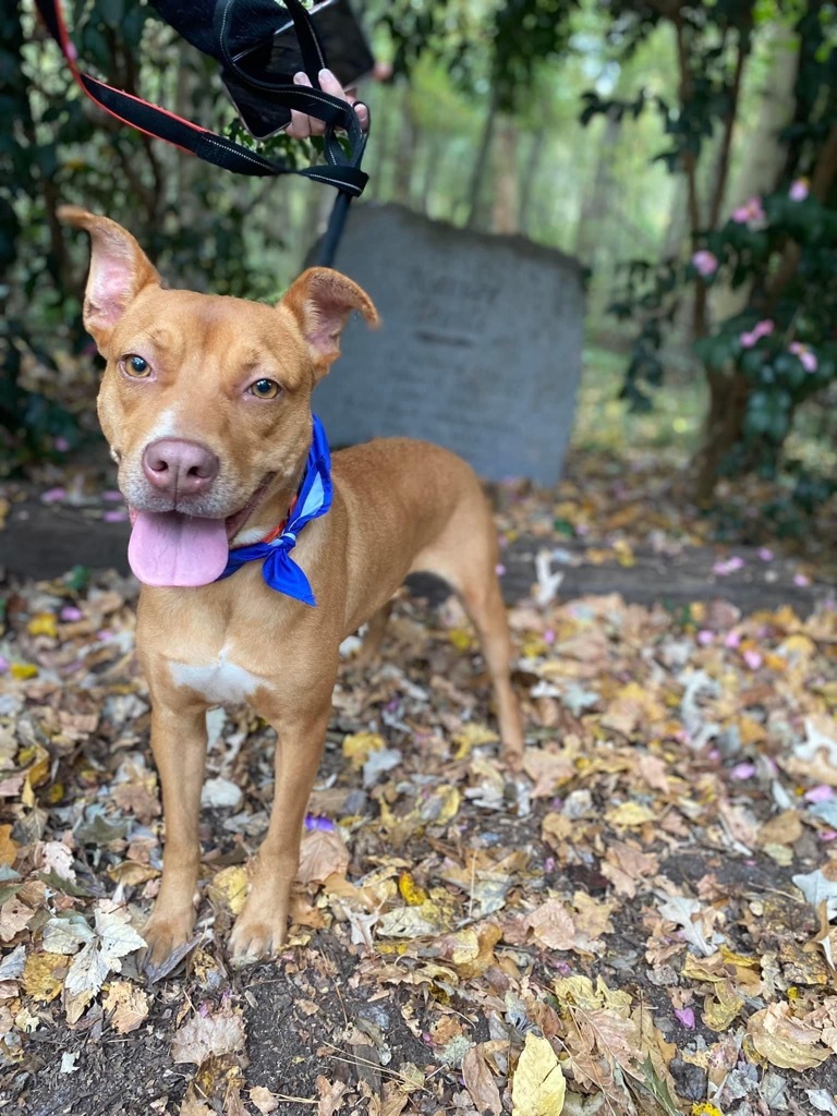 Quinn, an adoptable Labrador Retriever in Darlington, SC, 29532 | Photo Image 1