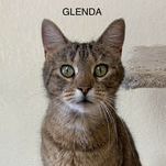 Glenda, an adoptable American Shorthair in Rushville, IL_image-1