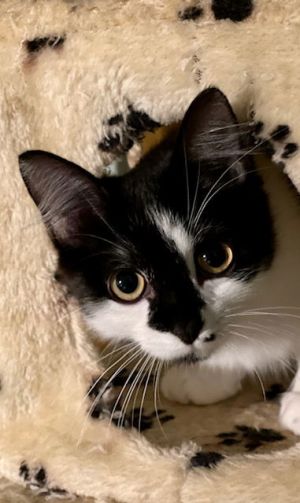 Monroe and Marilyn, Young Female Domestic Medium Hair
