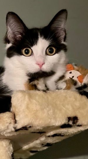 Marilyn and Monroe, Young Female Domestic Medium Hair