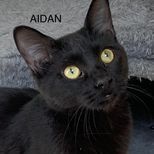 Aidan