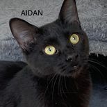 Aidan, an adoptable American Shorthair in Rushville, IL_image-1
