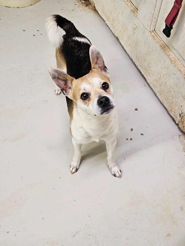 E.J., an adoptable Chihuahua, Jack Russell Terrier in Midland, TX, 79705 | Photo Image 1