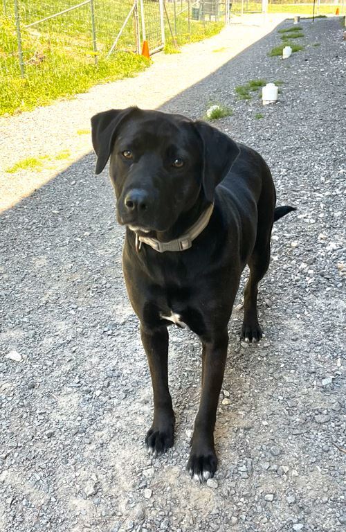 Dog for adoption - DJ, a Labrador Retriever Mix in Mocksville, NC