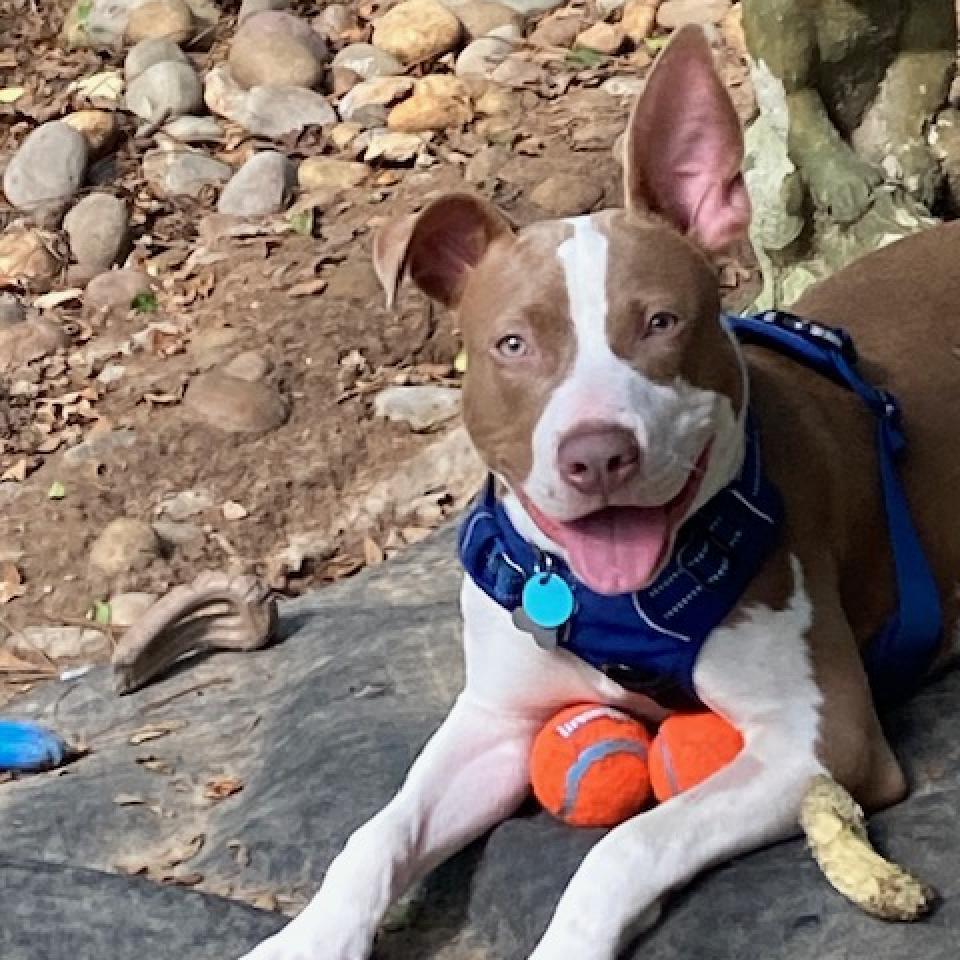 Griffin W., an adoptable Pit Bull Terrier, Mixed Breed in Durham, NC, 27709 | Photo Image 1