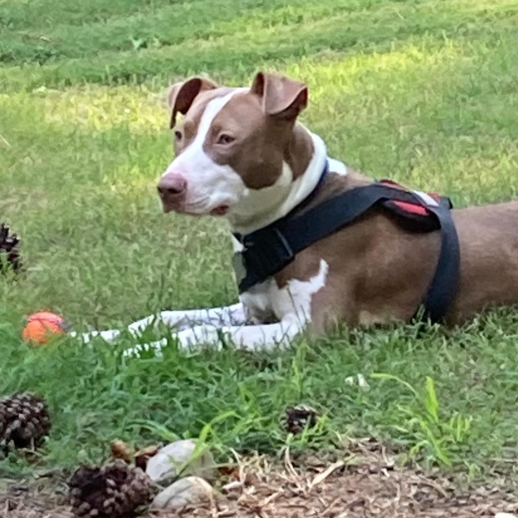 Griffin W., an adoptable Pit Bull Terrier, Mixed Breed in Durham, NC, 27709 | Photo Image 3