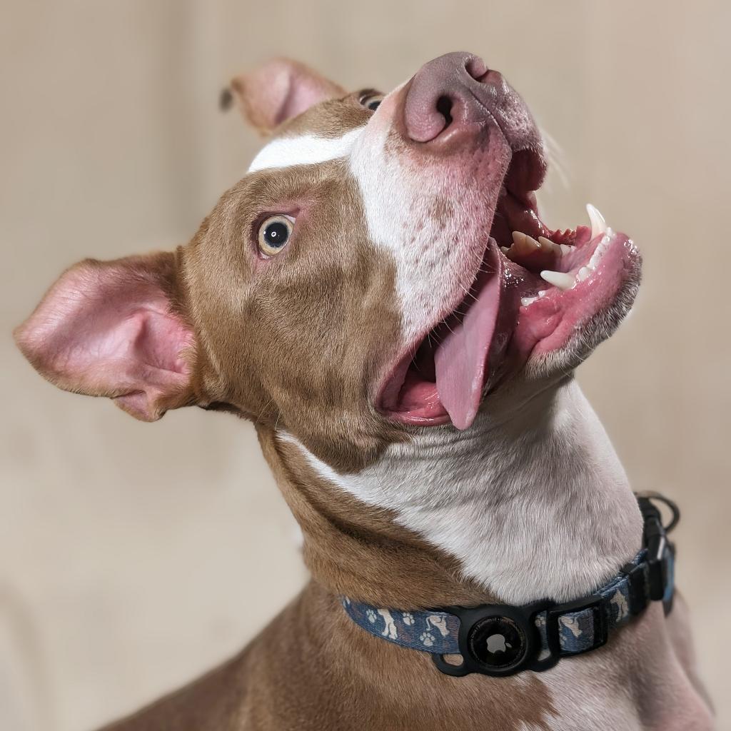 Griffin W., an adoptable Pit Bull Terrier, Mixed Breed in Durham, NC, 27709 | Photo Image 3