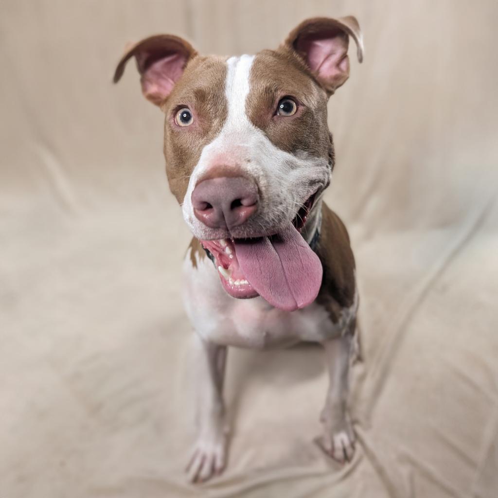 Griffin W., an adoptable Pit Bull Terrier, Mixed Breed in Durham, NC, 27709 | Photo Image 4