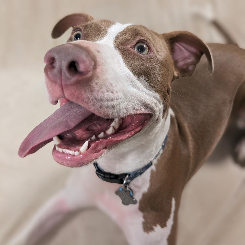 Griffin W., an adoptable Pit Bull Terrier, Mixed Breed in Durham, NC, 27709 | Photo Image 5