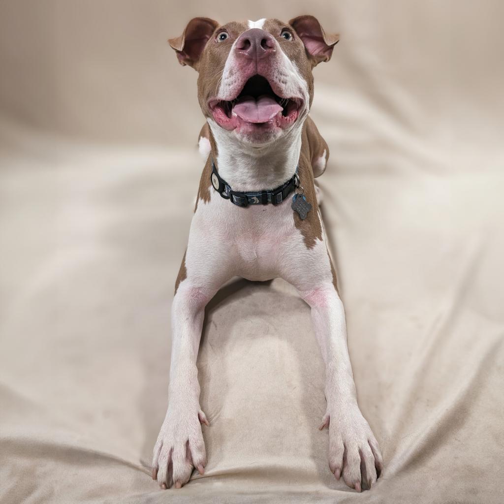 Griffin W., an adoptable Pit Bull Terrier, Mixed Breed in Durham, NC, 27709 | Photo Image 6