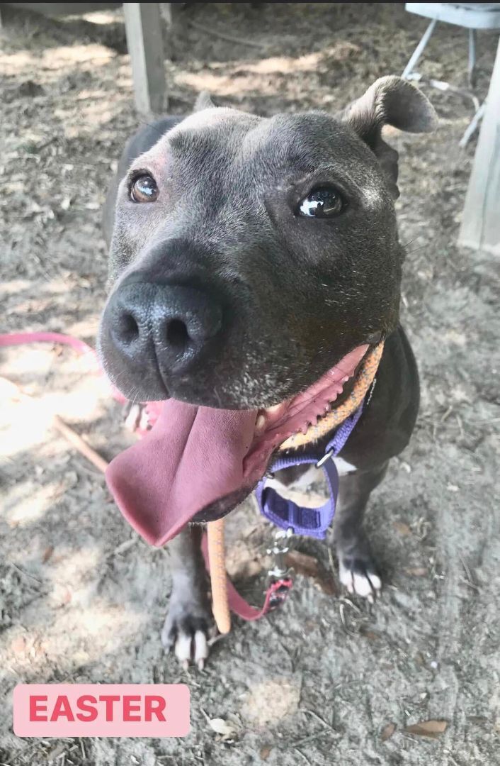 Easter, an adoptable Mixed Breed in Milton, FL, 32583 | Photo Image 2