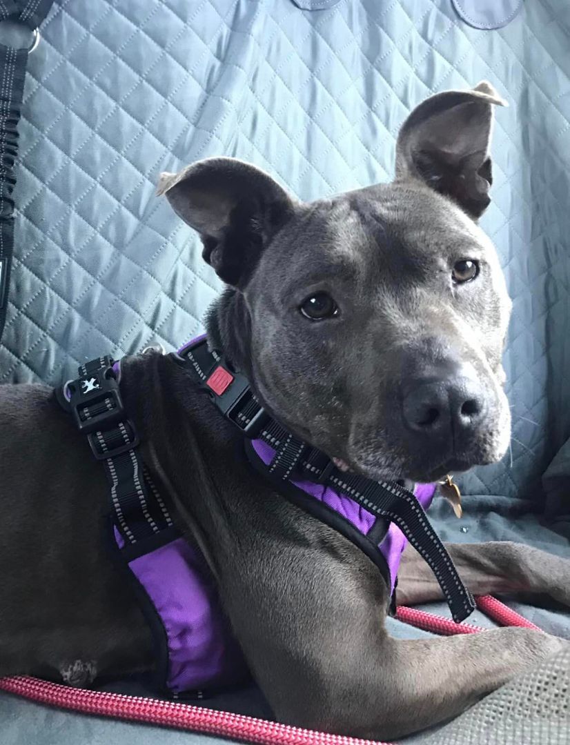Easter, an adoptable Mixed Breed in Milton, FL, 32583 | Photo Image 3