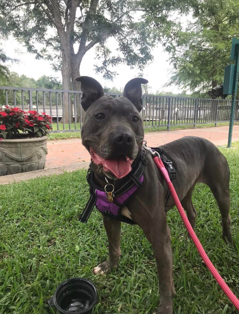 Easter, an adoptable Mixed Breed in Milton, FL, 32583 | Photo Image 4