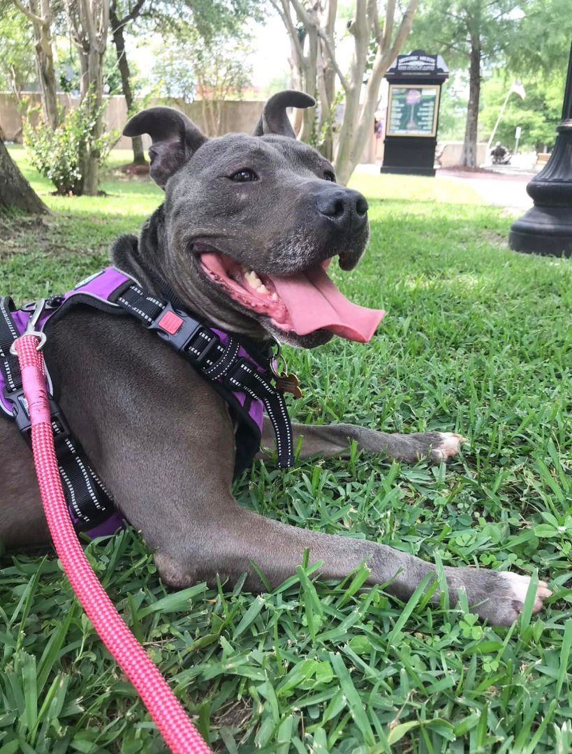Easter, an adoptable Mixed Breed in Milton, FL, 32583 | Photo Image 1