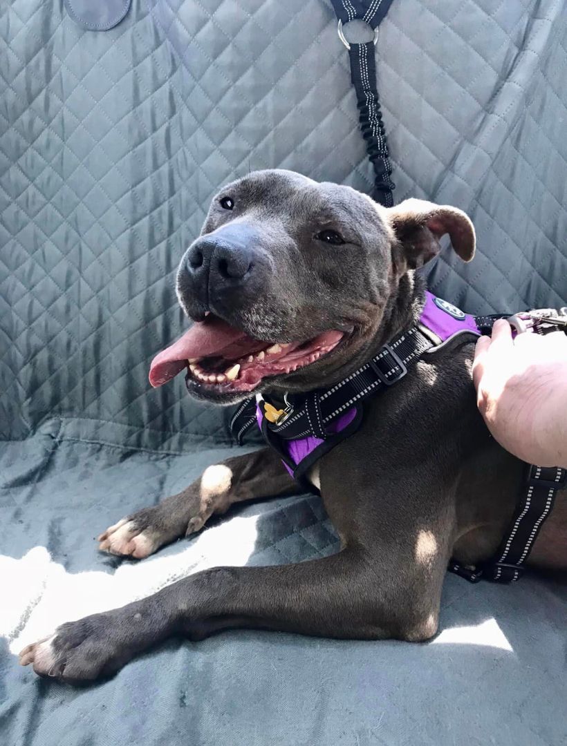 Easter, an adoptable Mixed Breed in Milton, FL, 32583 | Photo Image 5