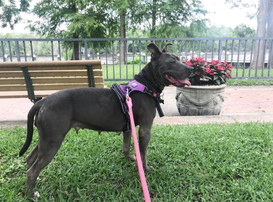 Easter, an adoptable Mixed Breed in Milton, FL, 32583 | Photo Image 6