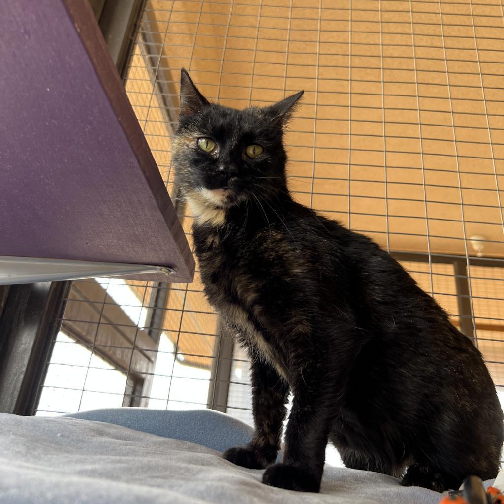 Frita, an adoptable Domestic Short Hair in Kanab, UT, 84741 | Photo Image 1