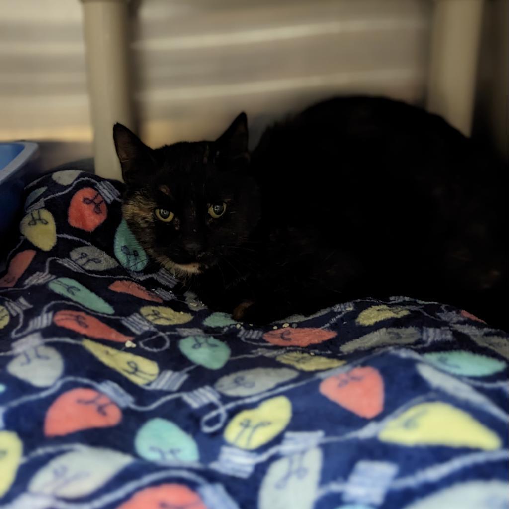 Frita, an adoptable Domestic Short Hair in Kanab, UT, 84741 | Photo Image 2