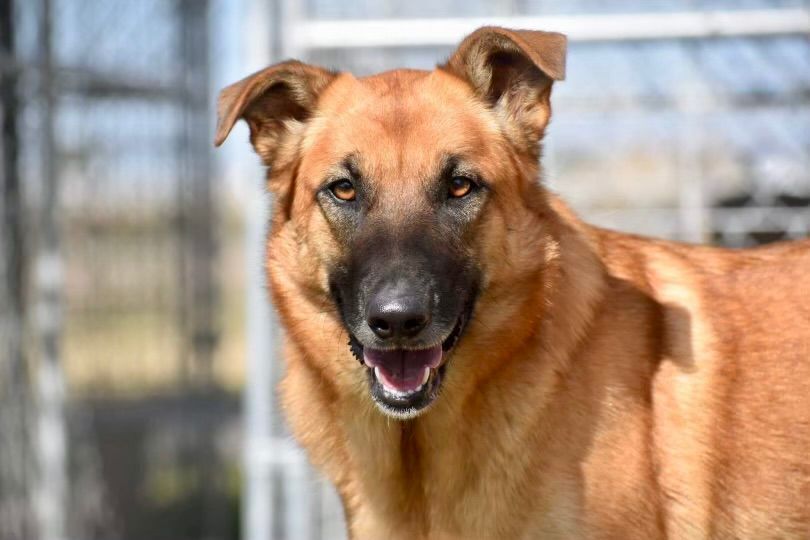 Sarah, an adoptable Belgian Shepherd / Malinois, Shepherd in Hagerman, NM, 88232 | Photo Image 1