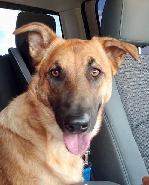 Sarah, an adoptable Belgian Shepherd / Malinois, Shepherd in Hagerman, NM, 88232 | Photo Image 2