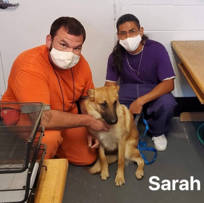 Sarah, an adoptable Belgian Shepherd / Malinois, Shepherd in Hagerman, NM, 88232 | Photo Image 3